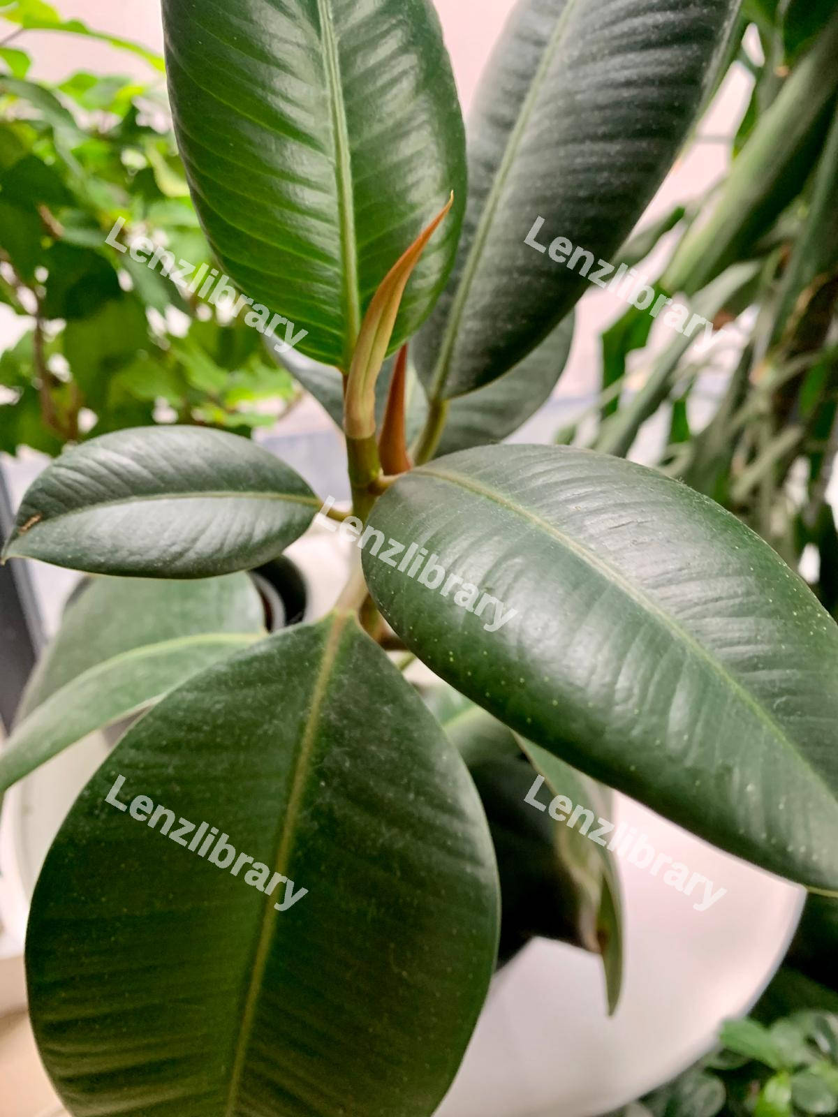 Green Plant